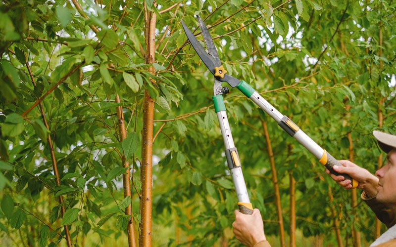 Tree trimming in Cornettsville, KY